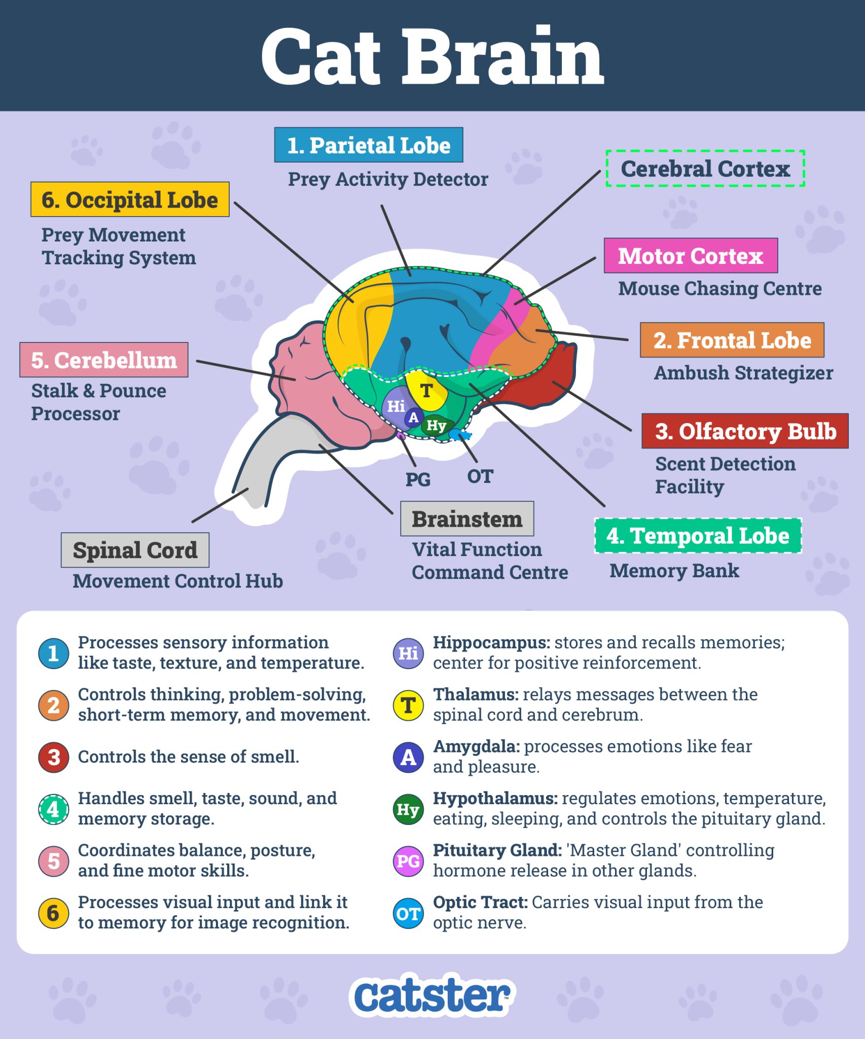 Cat brain showing clear gyrencephalic folding
