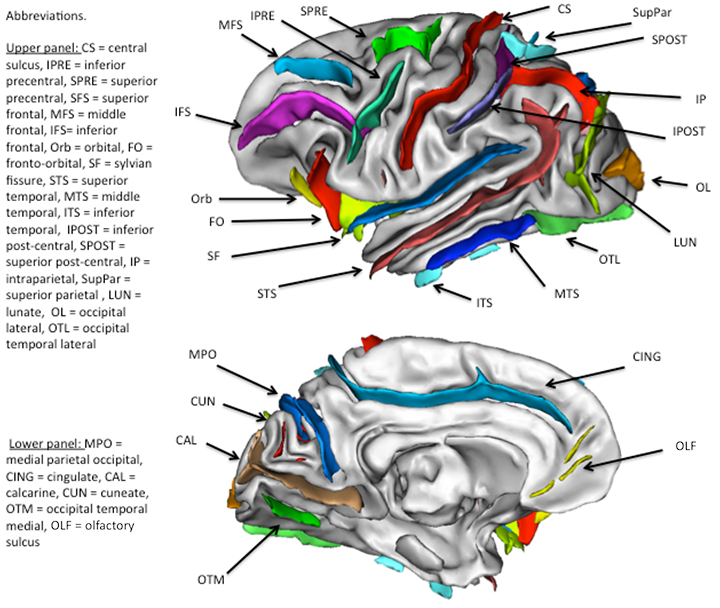 Great ape brain showing increased folding