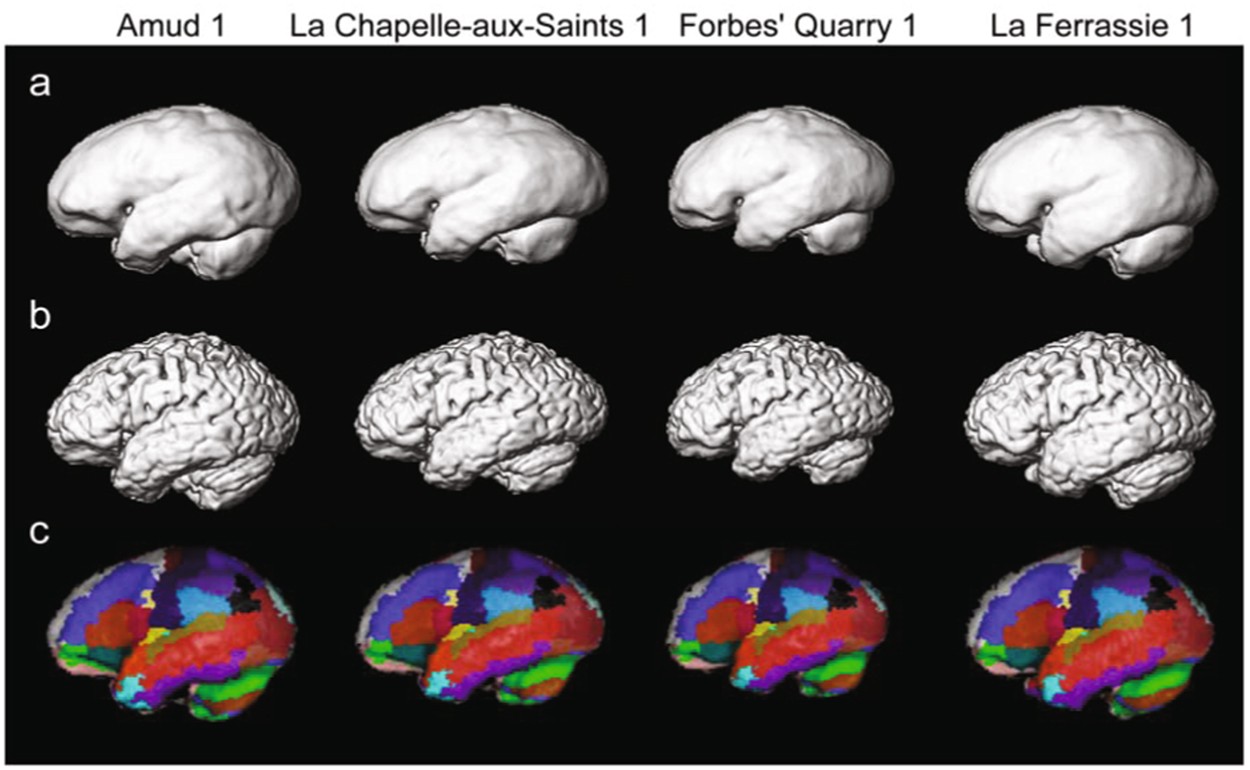 Neanderthal brain showing peak size