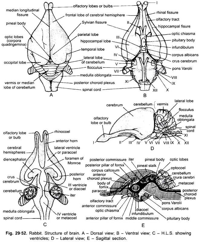 Rabbit brain showing slight folding development