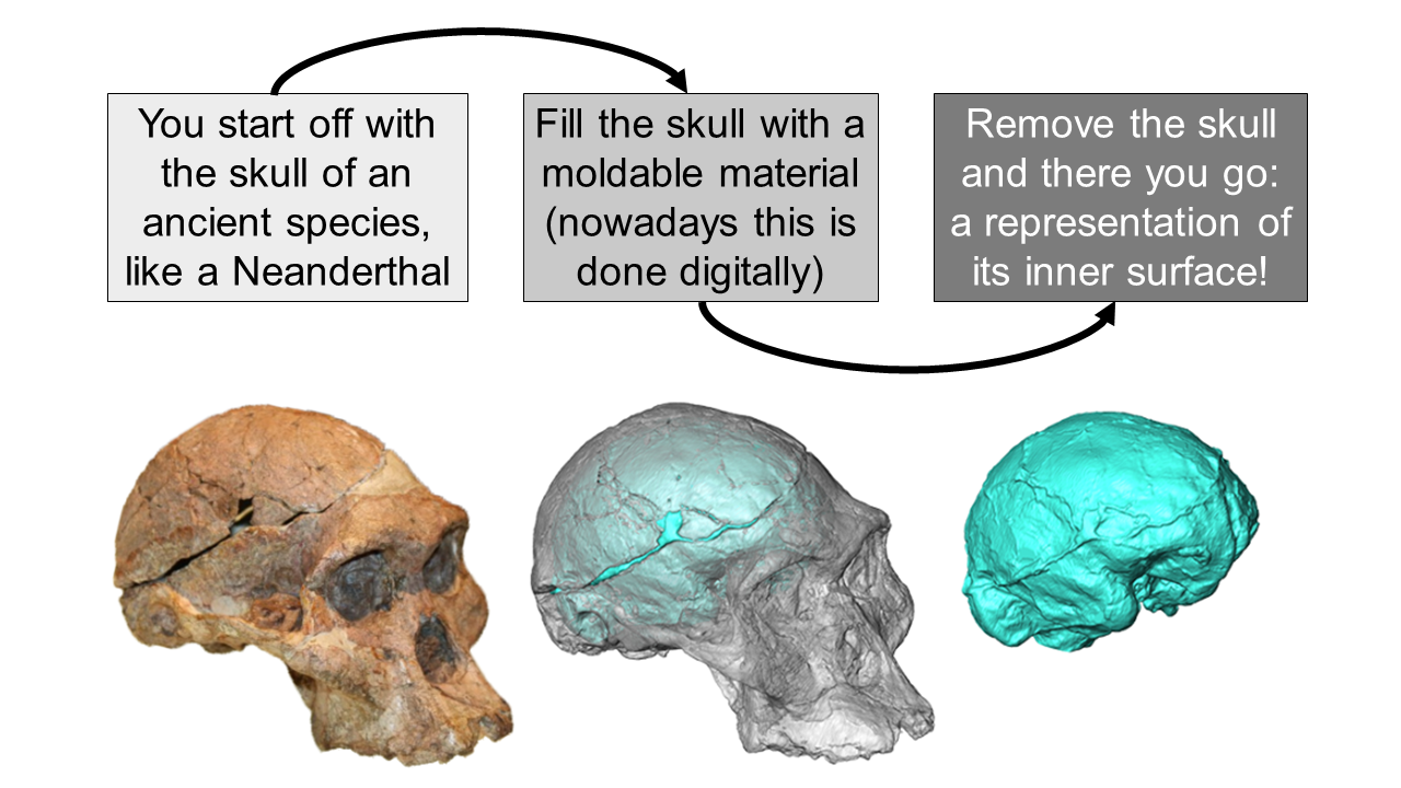 Australopithecine brain showing parietal expansion
